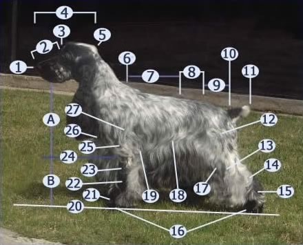 Padrão da Raça Cocker Spaniel Inglês