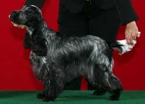 Foxheuler Delicious Seduction