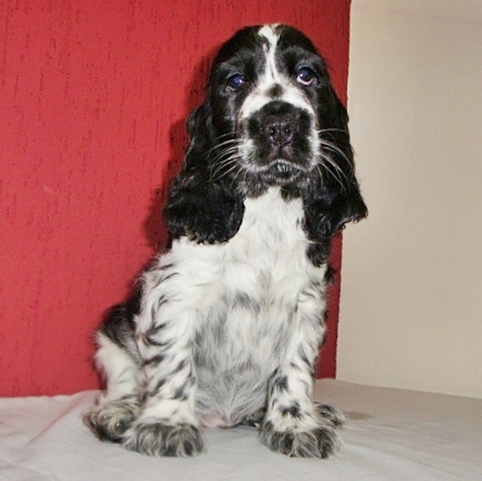 filhotes de cocker inglês