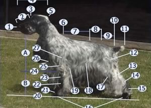 Padrão Oficial da Raça