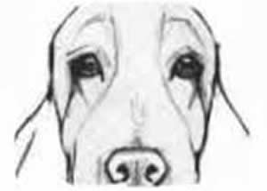 Atrofia Progressiva da Retina - PRA