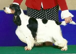 Ducocker's Petit Syrah