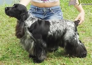 Arcanos Simply Zonda