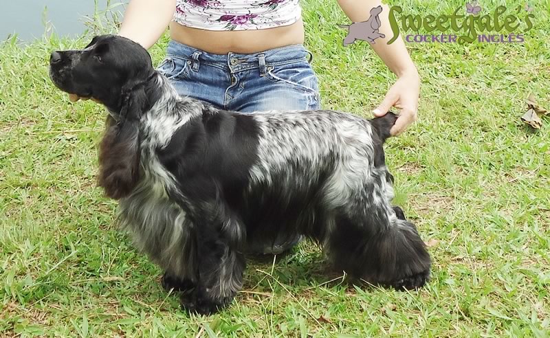 Arcanos Simply Zonda